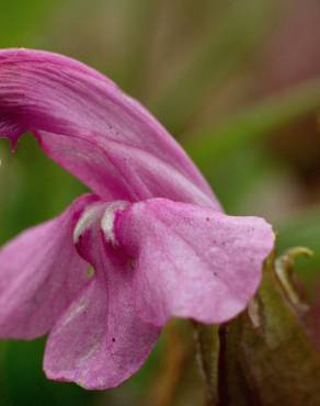 Fotografia 1 da espécie Pedicularis sylvatica subesp. lusitanica no Jardim Botânico UTAD