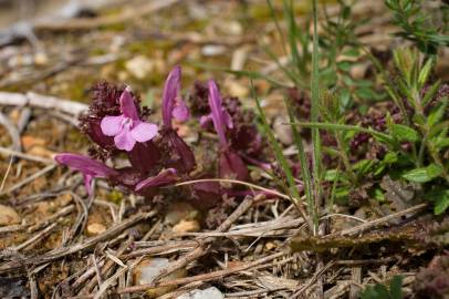 Fotografia da espécie Pedicularis sylvatica subesp. lusitanica