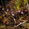 Fotografia 18 da espécie Pedicularis sylvatica subesp. lusitanica do Jardim Botânico UTAD