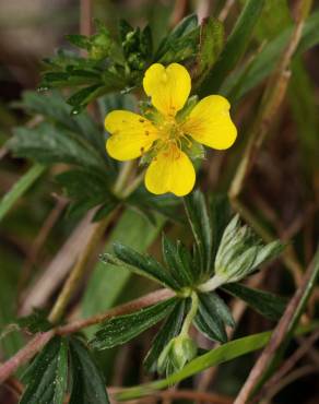 Fotografia 1 da espécie Potentilla erecta no Jardim Botânico UTAD