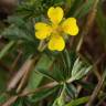 Fotografia 1 da espécie Potentilla erecta do Jardim Botânico UTAD