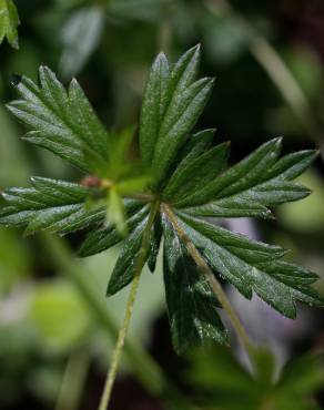 Fotografia 12 da espécie Potentilla erecta no Jardim Botânico UTAD