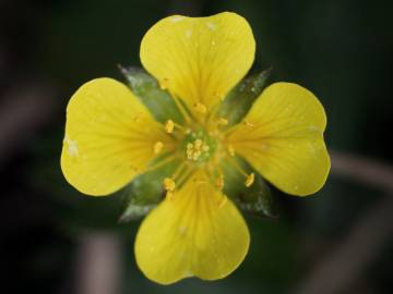 Fotografia da espécie Potentilla erecta