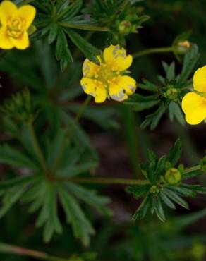 Fotografia 14 da espécie Potentilla erecta no Jardim Botânico UTAD