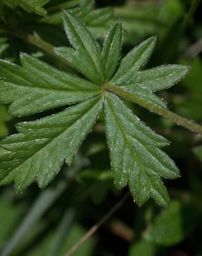 Fotografia 15 da espécie Potentilla erecta no Jardim Botânico UTAD