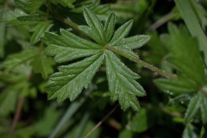 Fotografia da espécie Potentilla erecta