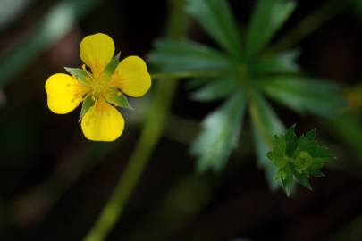 Fotografia da espécie Potentilla erecta