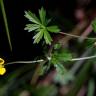 Fotografia 17 da espécie Potentilla erecta do Jardim Botânico UTAD