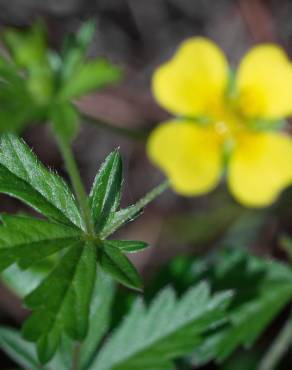 Fotografia 19 da espécie Potentilla erecta no Jardim Botânico UTAD