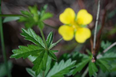 Fotografia da espécie Potentilla erecta