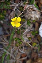 Fotografia da espécie Potentilla erecta