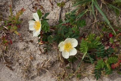 Fotografia da espécie Rosa pimpinellifolia subesp. pimpinellifolia