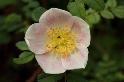 Fotografia da espécie Rosa pimpinellifolia subesp. pimpinellifolia