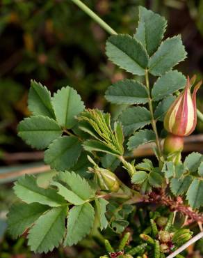 Fotografia 5 da espécie Rosa pimpinellifolia subesp. pimpinellifolia no Jardim Botânico UTAD