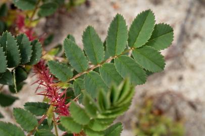 Fotografia da espécie Rosa pimpinellifolia subesp. pimpinellifolia