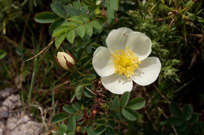 Fotografia da espécie Rosa pimpinellifolia subesp. pimpinellifolia