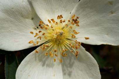 Fotografia da espécie Rosa pimpinellifolia subesp. pimpinellifolia