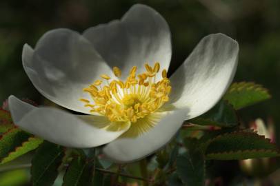 Fotografia da espécie Rosa pimpinellifolia subesp. pimpinellifolia