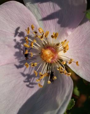 Fotografia 10 da espécie Rosa pimpinellifolia subesp. pimpinellifolia no Jardim Botânico UTAD