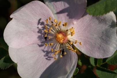 Fotografia da espécie Rosa pimpinellifolia subesp. pimpinellifolia