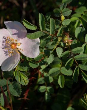 Fotografia 11 da espécie Rosa pimpinellifolia subesp. pimpinellifolia no Jardim Botânico UTAD