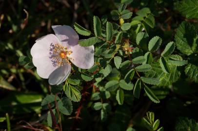 Fotografia da espécie Rosa pimpinellifolia subesp. pimpinellifolia