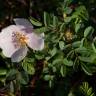Fotografia 11 da espécie Rosa pimpinellifolia subesp. pimpinellifolia do Jardim Botânico UTAD