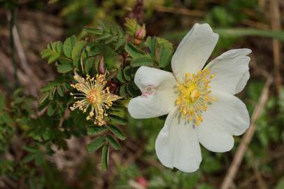 Fotografia da espécie Rosa pimpinellifolia subesp. pimpinellifolia