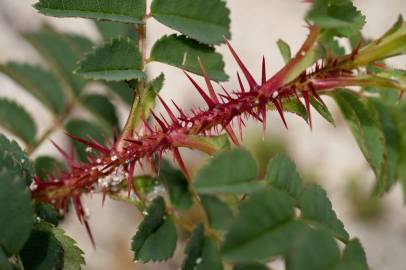 Fotografia da espécie Rosa pimpinellifolia subesp. pimpinellifolia