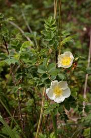 Fotografia da espécie Rosa pimpinellifolia subesp. pimpinellifolia