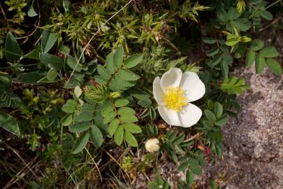 Fotografia da espécie Rosa pimpinellifolia subesp. pimpinellifolia