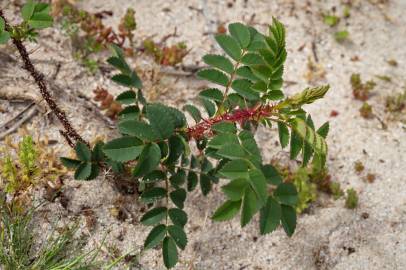 Fotografia da espécie Rosa pimpinellifolia subesp. pimpinellifolia