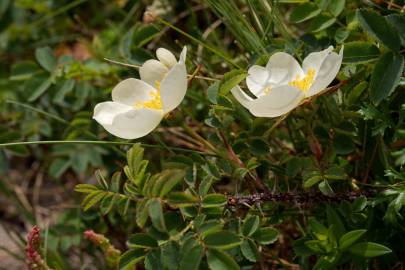 Fotografia da espécie Rosa pimpinellifolia subesp. pimpinellifolia