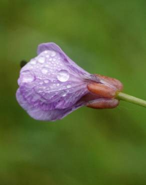 Fotografia 10 da espécie Cardamine pratensis subesp. pratensis no Jardim Botânico UTAD