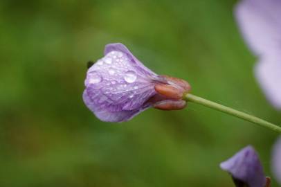 Fotografia da espécie Cardamine pratensis subesp. pratensis