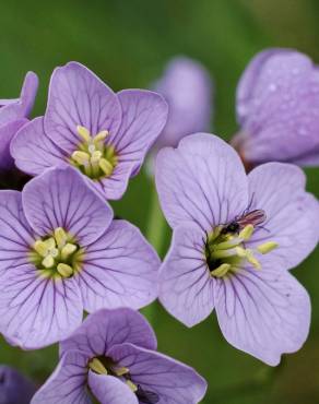 Fotografia 12 da espécie Cardamine pratensis subesp. pratensis no Jardim Botânico UTAD