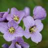 Fotografia 12 da espécie Cardamine pratensis subesp. pratensis do Jardim Botânico UTAD