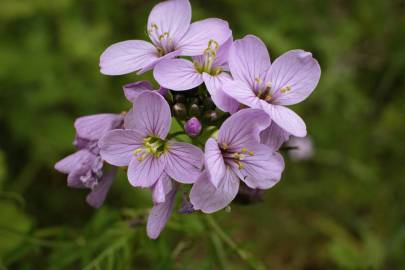 Fotografia da espécie Cardamine pratensis subesp. pratensis