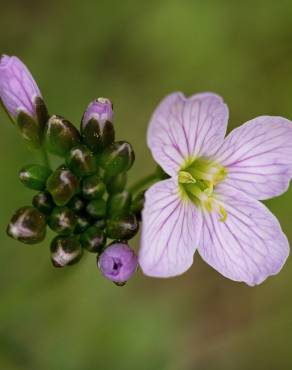 Fotografia 14 da espécie Cardamine pratensis subesp. pratensis no Jardim Botânico UTAD