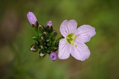 Fotografia da espécie Cardamine pratensis subesp. pratensis