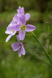 Fotografia da espécie Cardamine pratensis subesp. pratensis