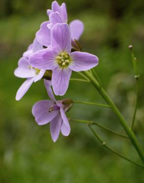 Fotografia 15 da espécie Cardamine pratensis subesp. pratensis no Jardim Botânico UTAD