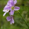 Fotografia 15 da espécie Cardamine pratensis subesp. pratensis do Jardim Botânico UTAD