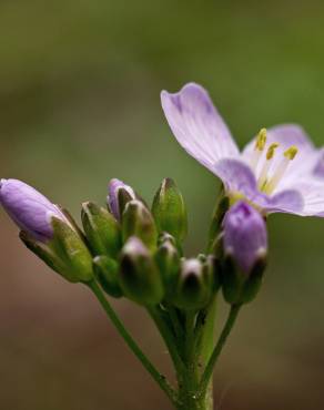 Fotografia 16 da espécie Cardamine pratensis subesp. pratensis no Jardim Botânico UTAD