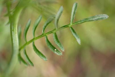 Fotografia da espécie Cardamine pratensis subesp. pratensis