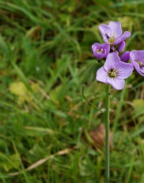 Fotografia 18 da espécie Cardamine pratensis subesp. pratensis no Jardim Botânico UTAD