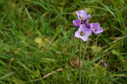 Fotografia da espécie Cardamine pratensis subesp. pratensis