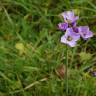 Fotografia 18 da espécie Cardamine pratensis subesp. pratensis do Jardim Botânico UTAD