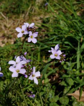 Fotografia 19 da espécie Cardamine pratensis subesp. pratensis no Jardim Botânico UTAD