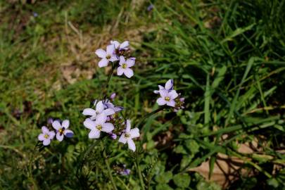 Fotografia da espécie Cardamine pratensis subesp. pratensis